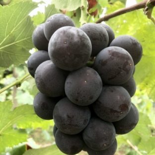 Nini farmオススメ【希少品種】 オーロラブラック(種なし)岡山県産