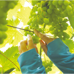 マスカットの価格が高い理由は？人気の秘訣や価格相場をご紹介