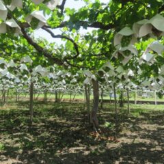 ぶどうの名産地はどこ？日本一の生産地や美味しく栽培する環境を解説