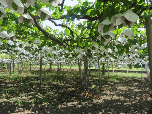 ぶどうの名産地