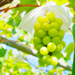 マスカットってどんなフルーツ？種類や特徴について徹底解説