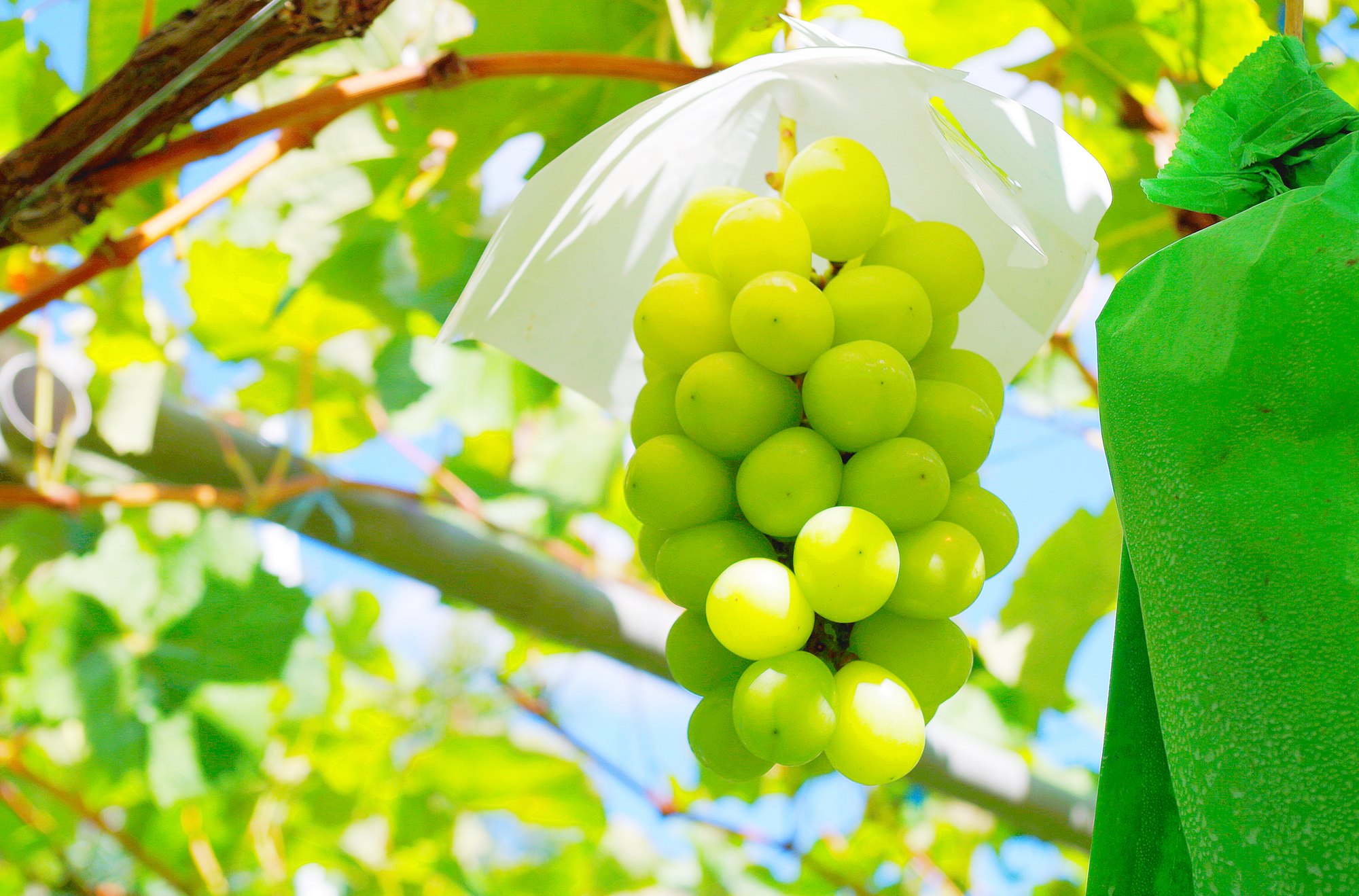 マスカットってどんなフルーツ？種類や特徴について徹底解説 - Nini