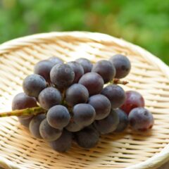 ぶどうの旬はいつ頃？品種別の食べ頃やぶどう狩りの地域をご紹介