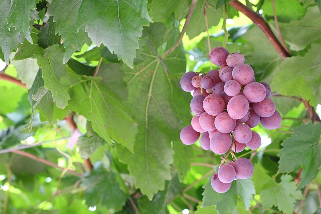 栽培しているぶどう