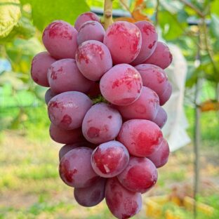 【特選品】大粒大房 富士の輝（ルビーシャイン）1房詰（700g以上）Nini farm最高ランク 岡山県産,お中元,贈呈用