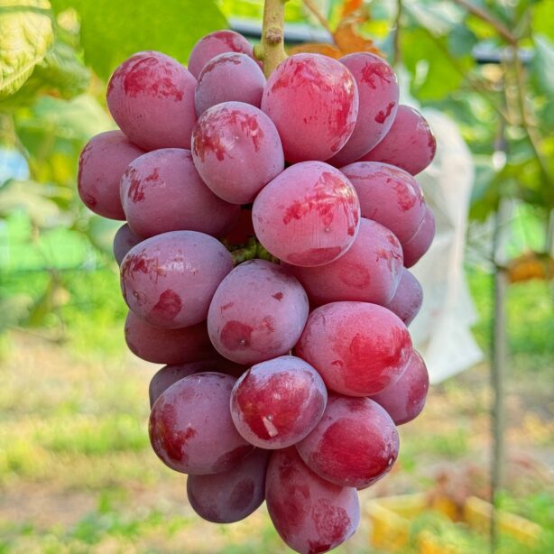 【特選品】大粒大房 富士の輝（ルビーシャイン）1房詰（700g以上）Nini farm最高ランク 岡山県産,お中元,贈呈用