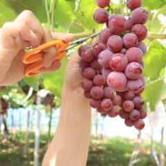 ぶどう狩りの値段はいくら？料金の相場とお得に楽しむコツを紹介