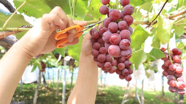 ぶどう狩りをしている人