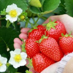 春に出会える旬のフルーツ特集！彩りを楽しむおすすめレシピも解説