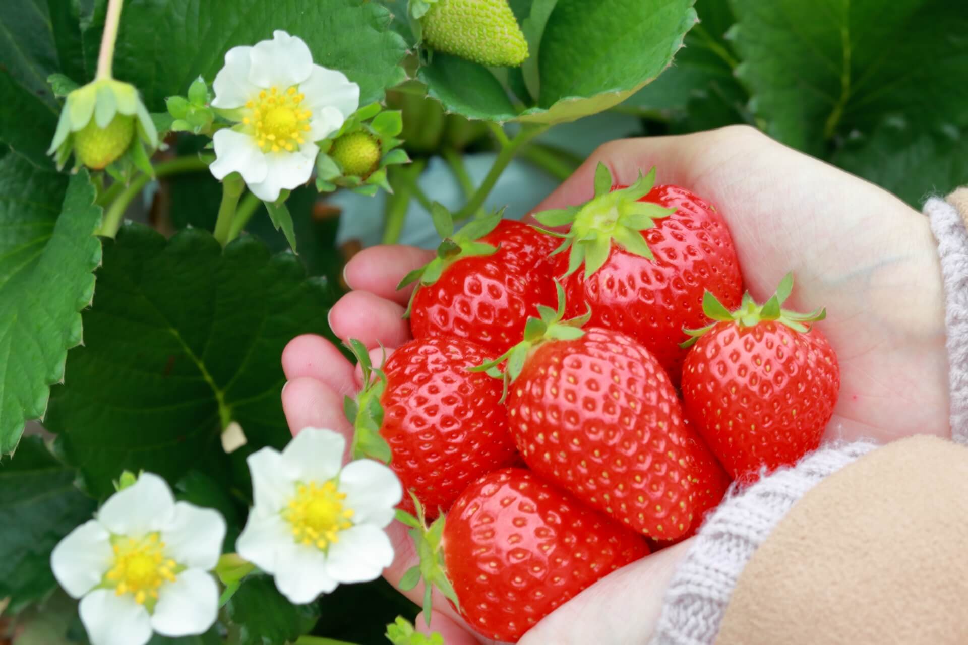 採れたばかりの真っ赤ないちご