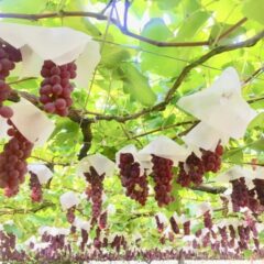 ぶどう狩りで元は取れる？量の目安と甘いぶどうの見分け方を紹介