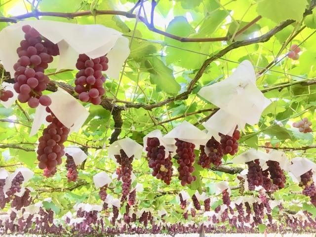 農園で栽培されているぶどう