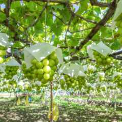 シャインマスカットの味は産地で違う？地域ごとの特徴を解説