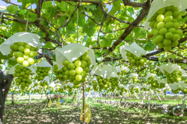 シャインマスカット農園