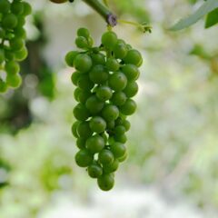 家庭菜園でマスカットを育てる方法！植え付けから収穫まで徹底解説