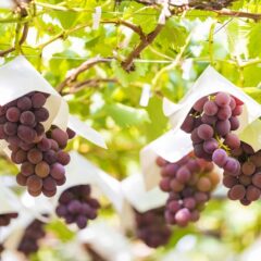ぶどうの品種改良のやり方は？交配の方法・目的・課題を解説