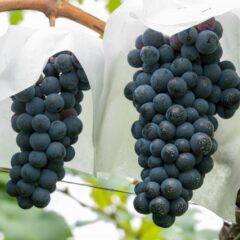 日本ワインに使われているぶどう品種14選！特徴やおすすめを紹介