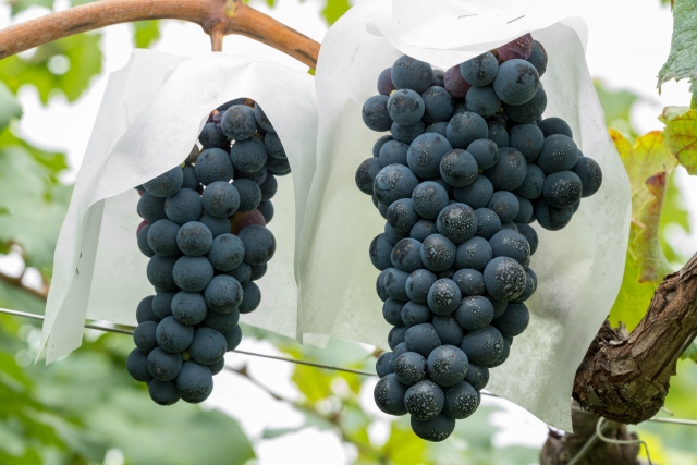 ワイン用のぶどう