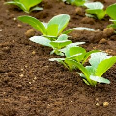 バイオスティミュラントとは？肥料・農薬との違いや効果などを解説