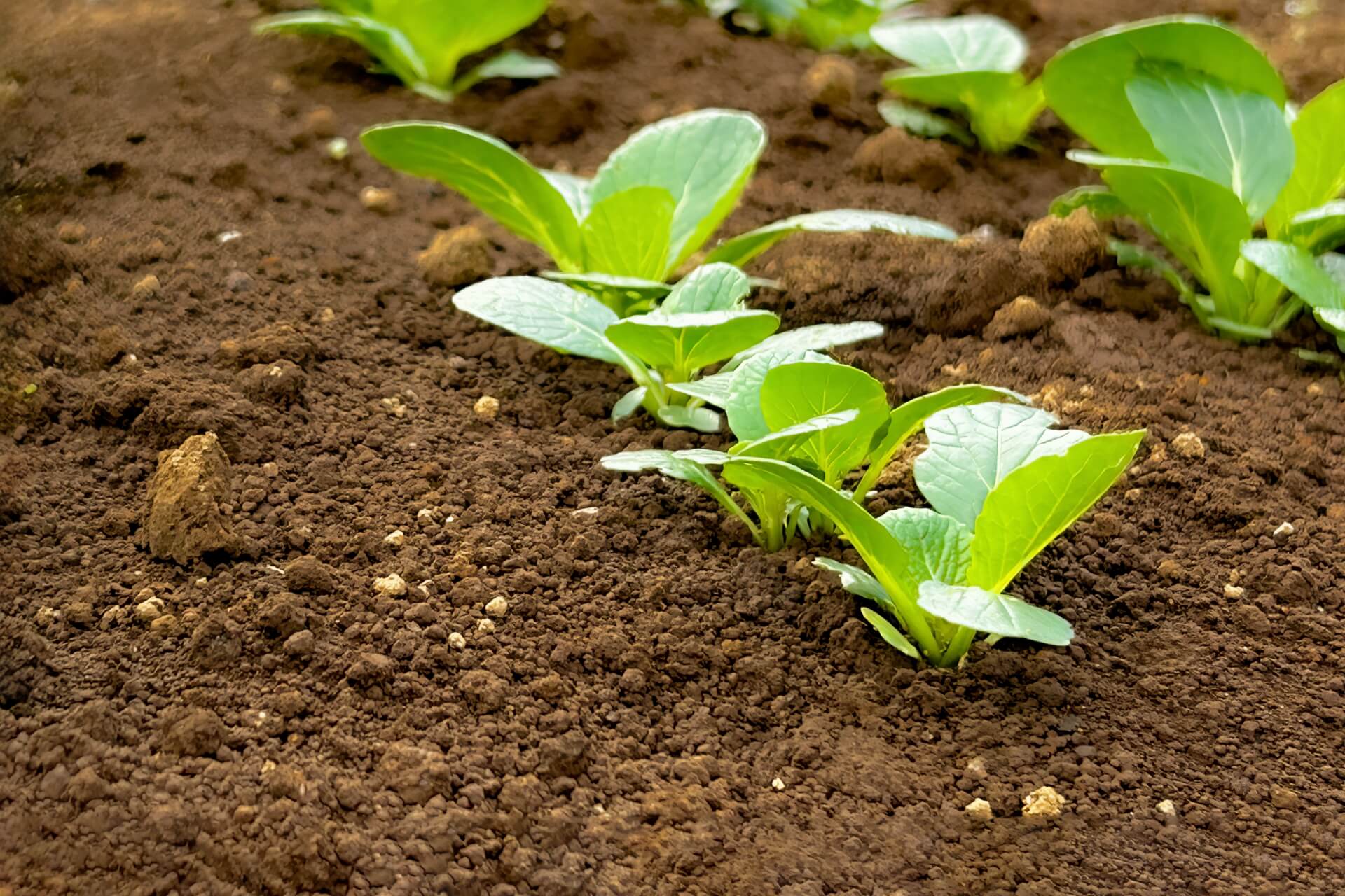 土に植えられた苗