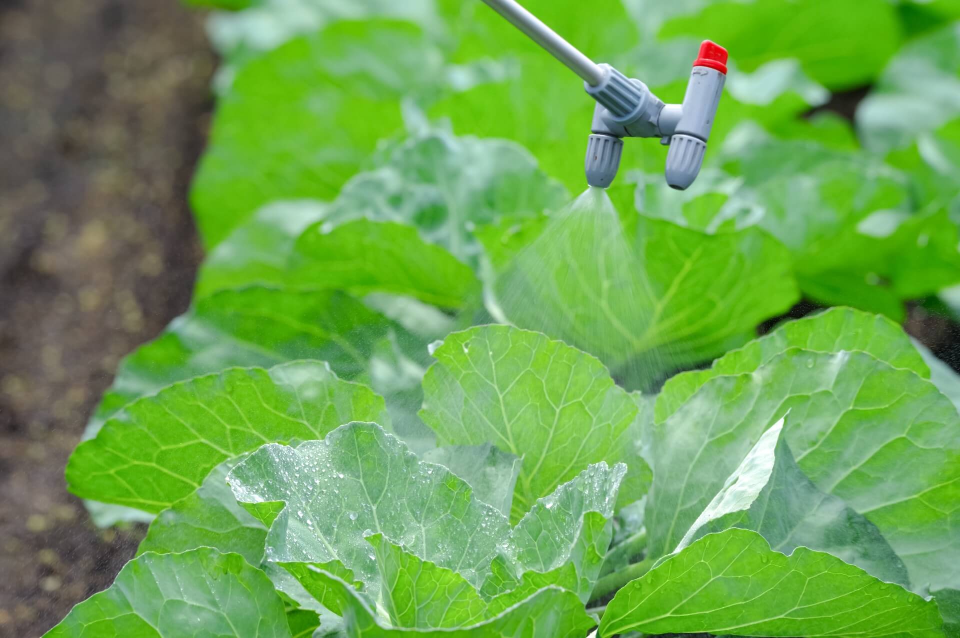 農薬が散布された野菜