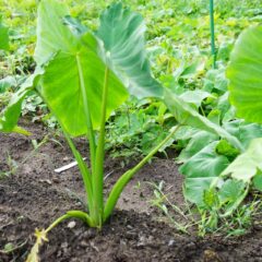 慣行栽培と有機栽培は何が違う？栽培方法の特徴や選ぶポイントを解説